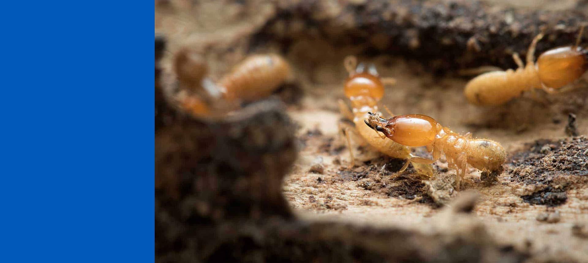 TERMITE CONTROL