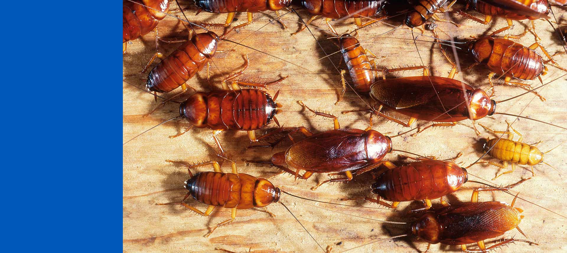 sandton-cockroach-problem